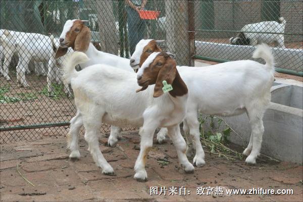 波爾山羊種羊場有哪些?