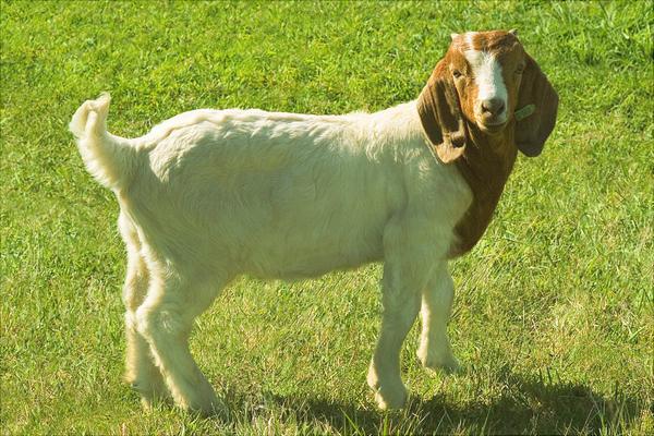 波爾山羊種羊場有哪些？