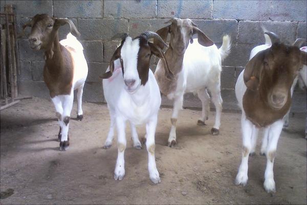 波爾山羊種羊場有哪些？