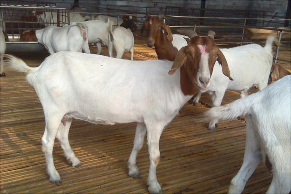 波爾山羊種羊場有哪些？