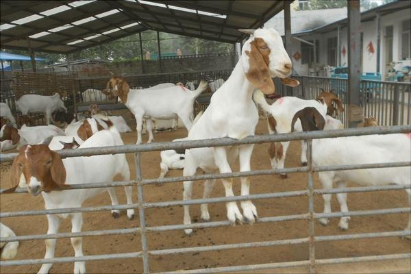 波爾山羊種羊場有哪些？
