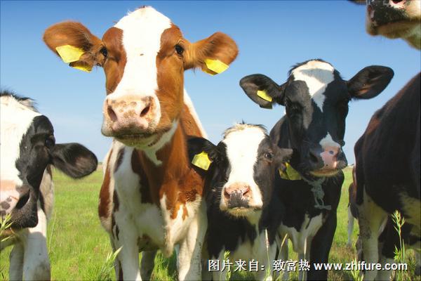 奶牛圖片大全