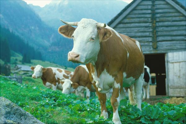 奶牛圖片大全