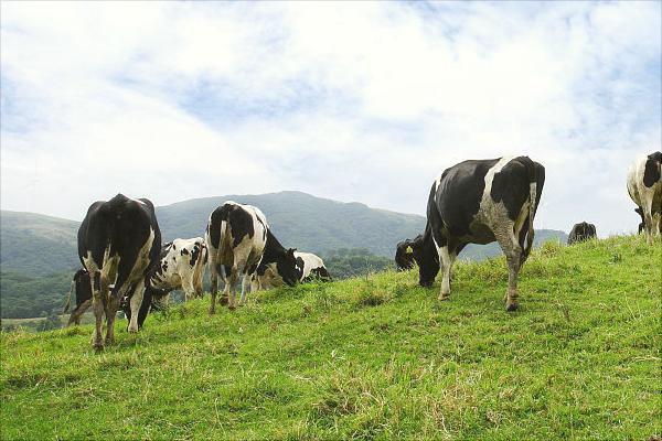 奶牛圖片大全