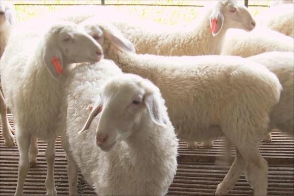 湖羊養殖技術視頻