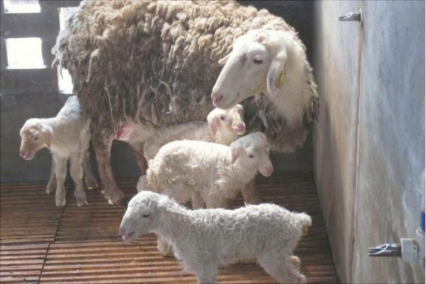 湖羊養殖技術視頻