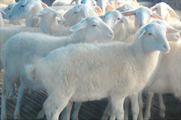 湖羊養殖技術視頻