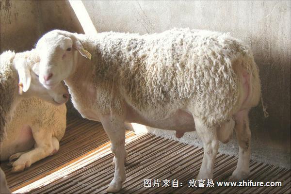 湖羊養(yǎng)殖技術(shù)