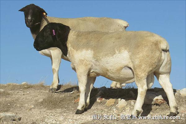 湖羊和小尾寒羊哪個(gè)好?