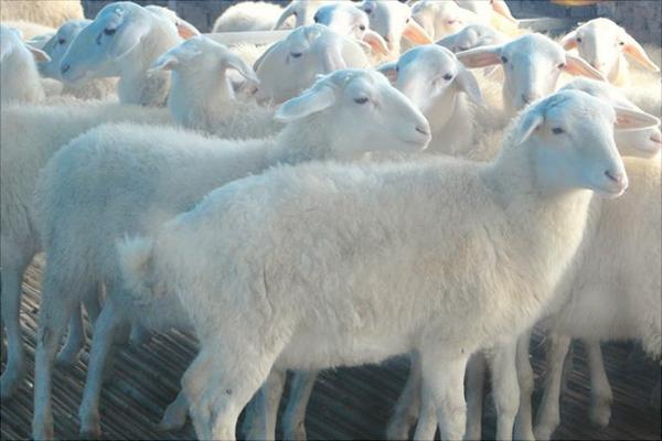 湖羊和小尾寒羊哪個好？