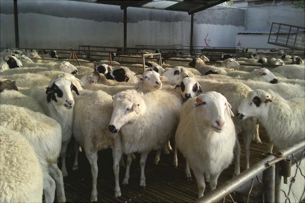 湖羊和小尾寒羊哪個好？