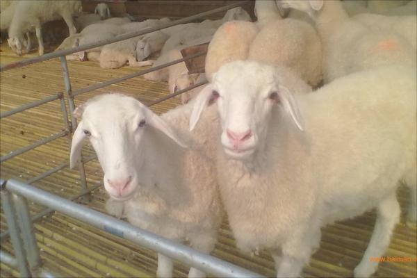 湖羊和小尾寒羊哪個好？