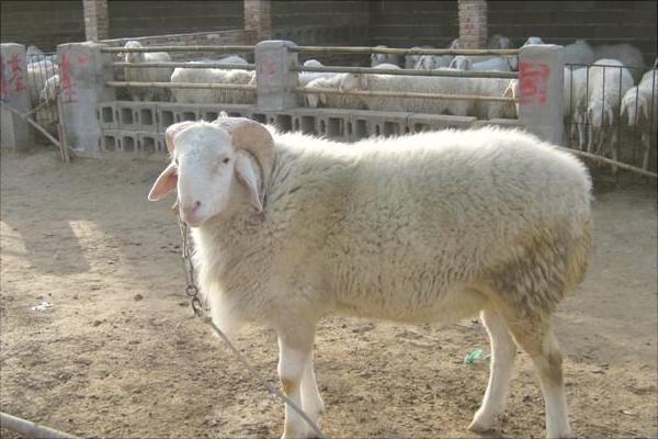 湖羊和小尾寒羊哪個好？