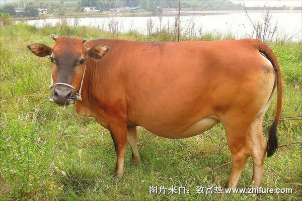 黃牛價格多少錢一頭?