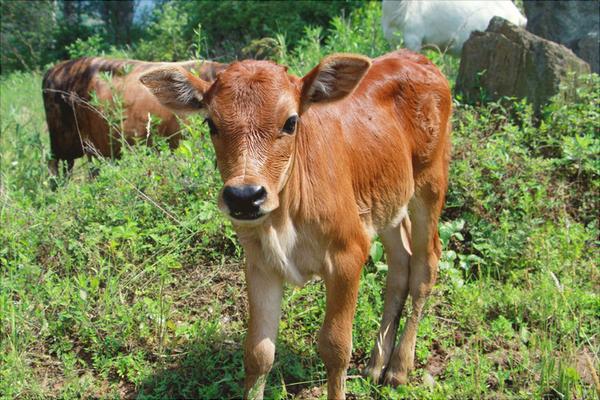 黃牛價(jià)格多少錢(qián)一頭？