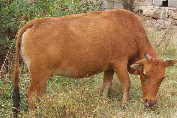 黃牛價(jià)格多少錢(qián)一頭？