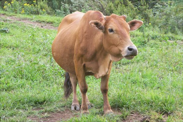 黃牛價(jià)格多少錢(qián)一頭？