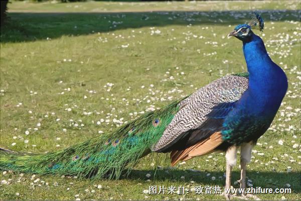 孔雀是保護動物嗎？