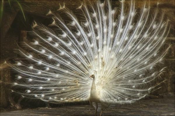 孔雀是保護動物嗎?