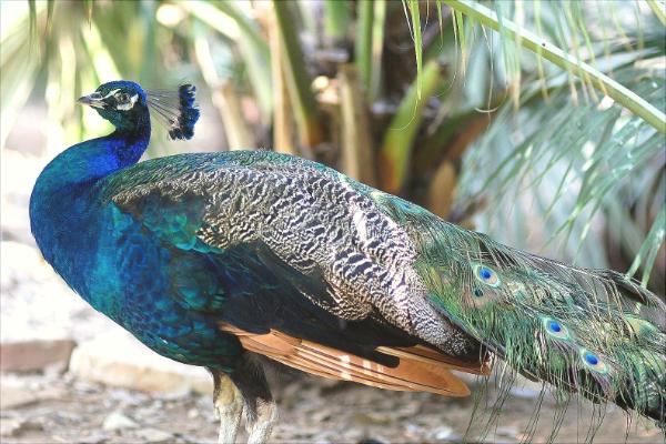 孔雀是保護動物嗎?