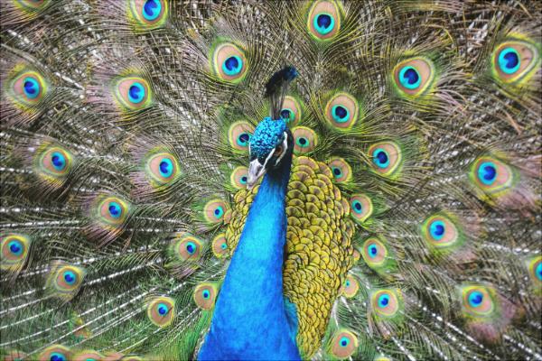 孔雀是保護動物嗎?