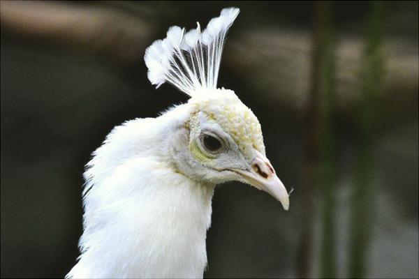 孔雀是保護動物嗎?