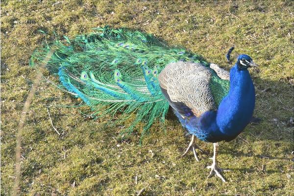 孔雀是保護動物嗎?