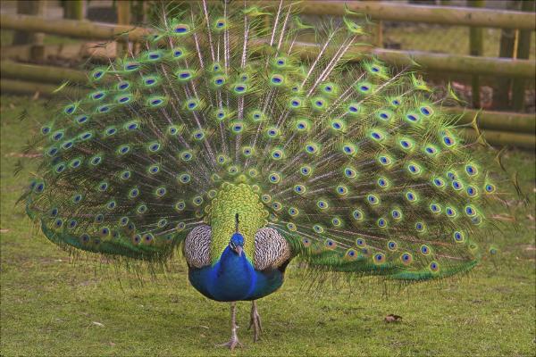 孔雀為什么會開屏?
