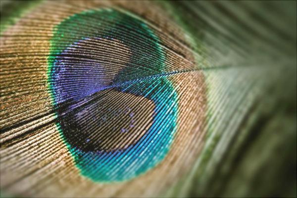 孔雀為什么會開屏?