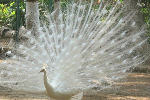 孔雀為什么會開屏?