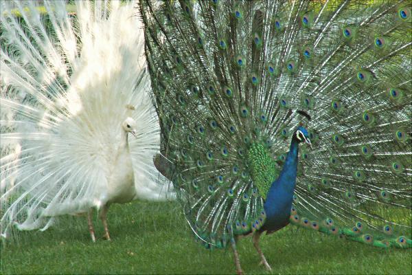 孔雀為什么會開屏?