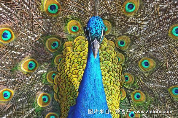 孔雀為什么會開屏？