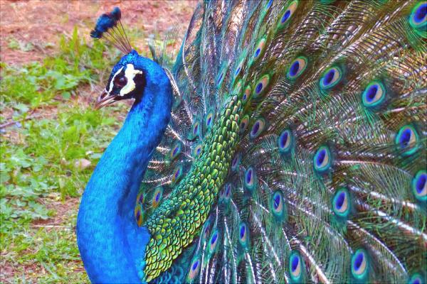孔雀為什么會開屏?