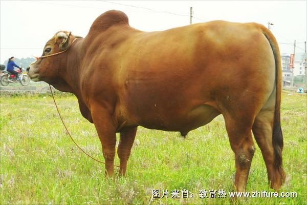 黃牛圖片大全