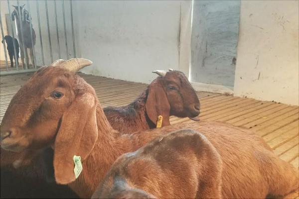 努比亞山羊的優勢特點是什么？