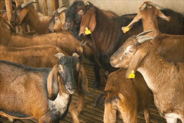 努比亞山羊的優勢特點是什么？