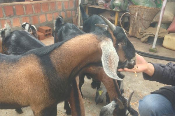 努比亞山羊的優勢特點是什么？