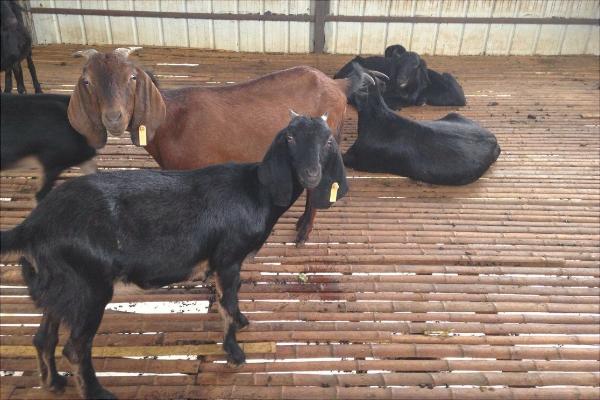 努比亞山羊的優勢特點是什么？