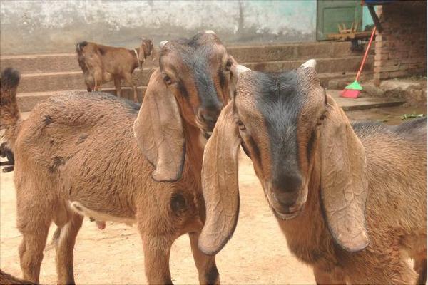 努比亞山羊的優勢特點是什么？