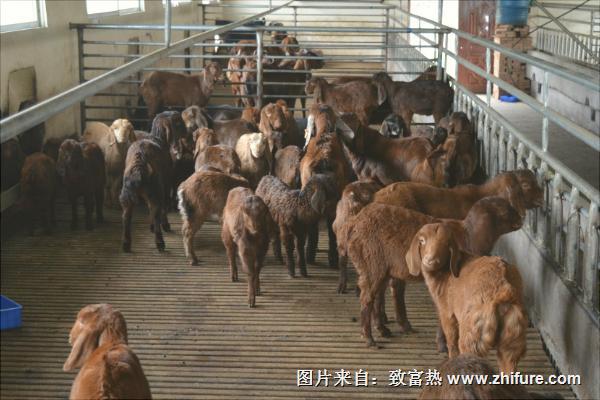 努比亞山羊的優勢特點是什么？