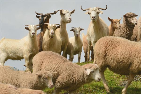 山羊和綿羊的區別是什么?