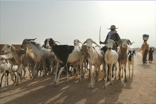 山羊和綿羊的區別是什么?
