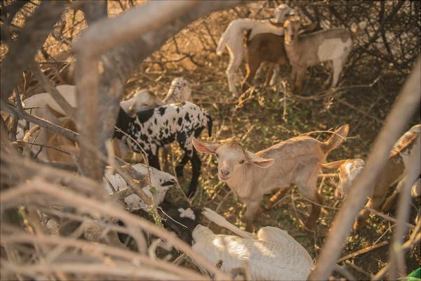 山羊和綿羊的區別是什么?