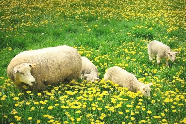 山羊和綿羊的區別是什么?