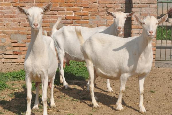 山羊和綿羊的區別是什么?