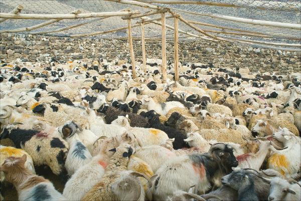 山羊和綿羊的區別是什么?