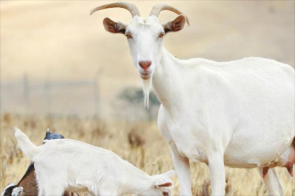 山羊和綿羊的區別是什么?