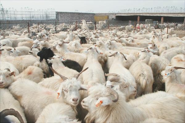 山羊和綿羊的區別是什么?