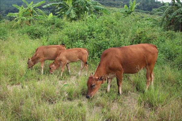 黃牛養殖技術視頻