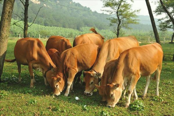 黃牛養殖技術視頻